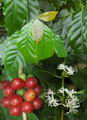 Coffea Arabica